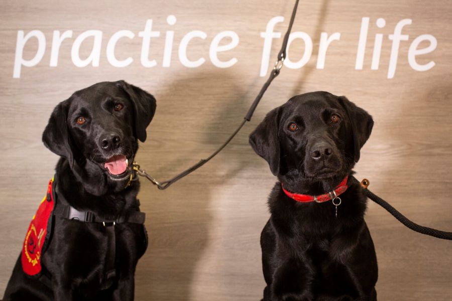 Dr Sean Cleary examining a cat